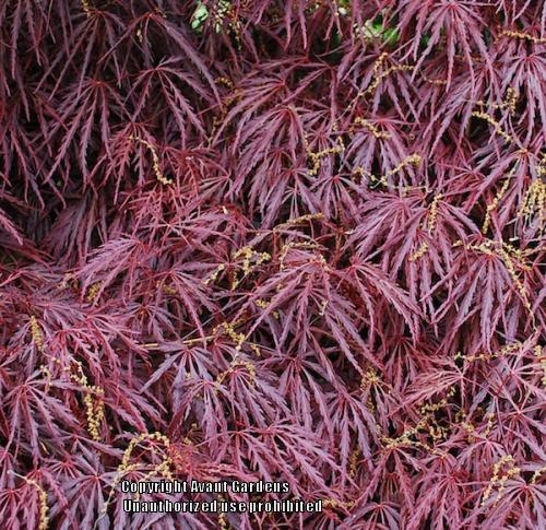 Photo of Cutleaf Japanese Maple (Acer palmatum 'Inaba Shidare') uploaded by vic