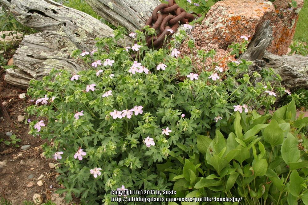 Photo of Wild Geranium (Geranium maculatum) uploaded by 4susiesjoy