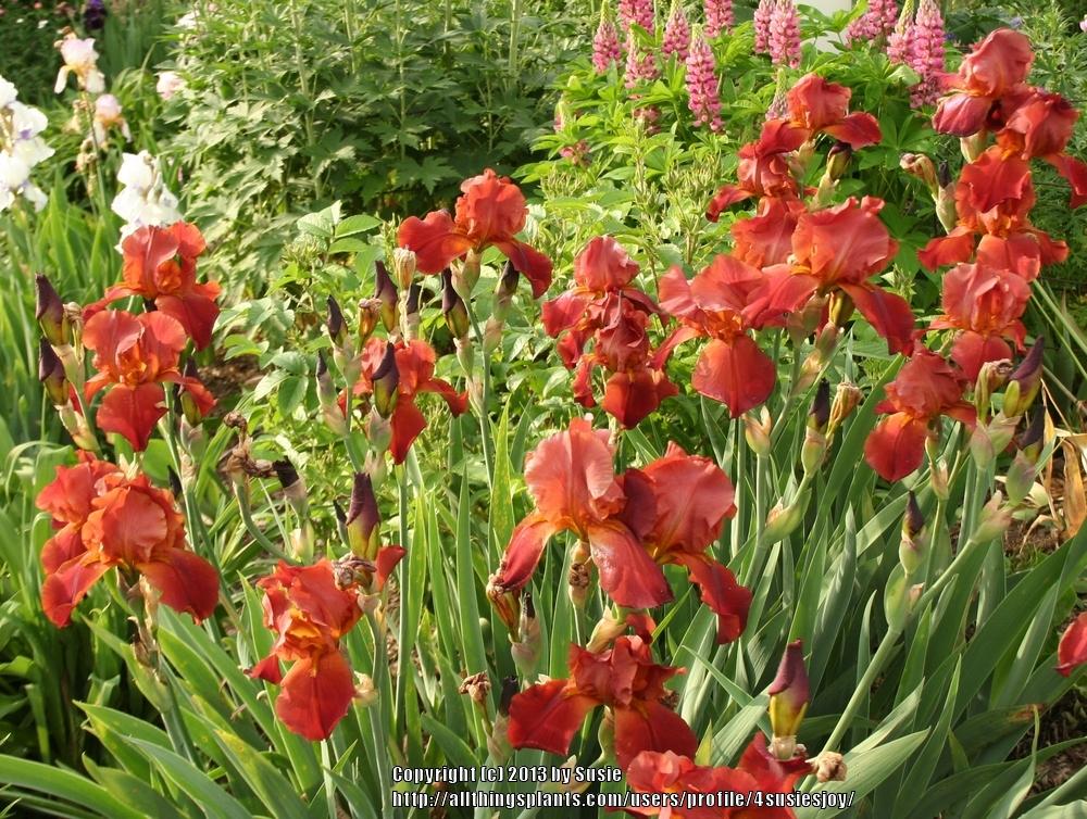 Photo of Tall Bearded Iris (Iris 'Sultan's Palace') uploaded by 4susiesjoy