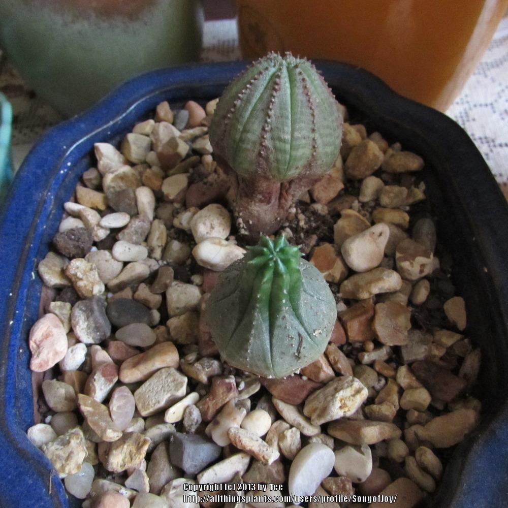 Photo of Baseball Plant (Euphorbia obesa) uploaded by SongofJoy