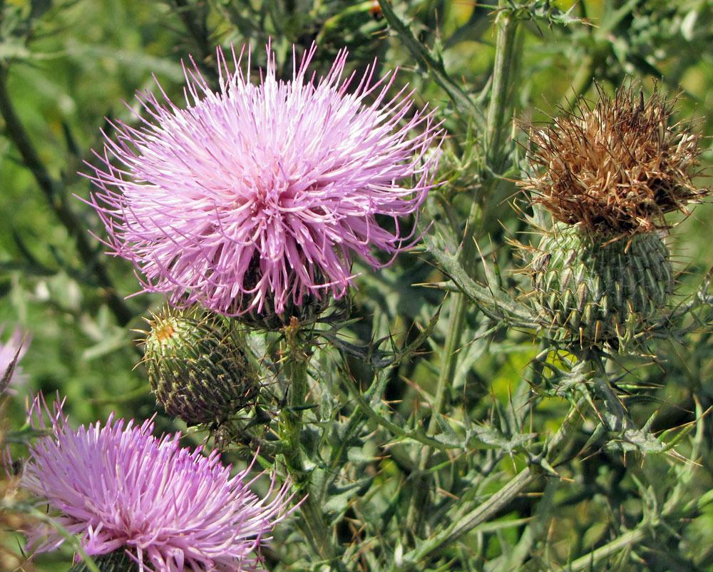Photo of Canada Thistle (Cirsium arvense) uploaded by TBGDN