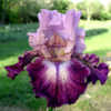 Tall bearded iris 'Cupid's Arrow'