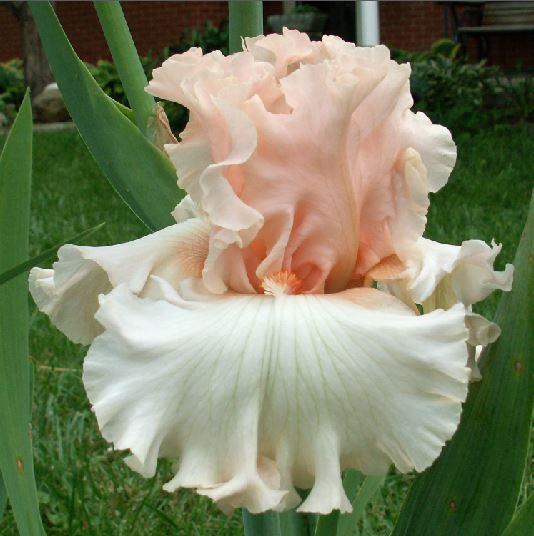 Photo of Tall Bearded Iris (Iris 'Magical') uploaded by diggit