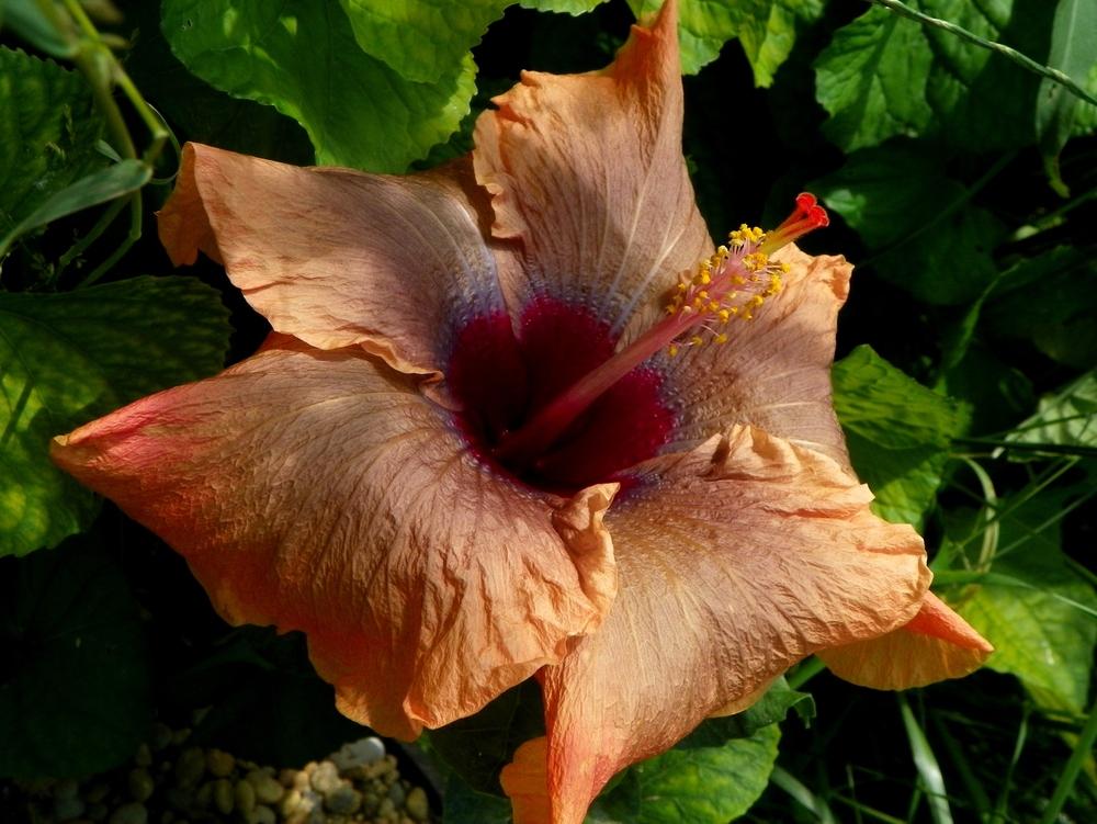 Photo of Tropical Hibiscus (Hibiscus rosa-sinensis 'Cloudy Days') uploaded by ikovacs