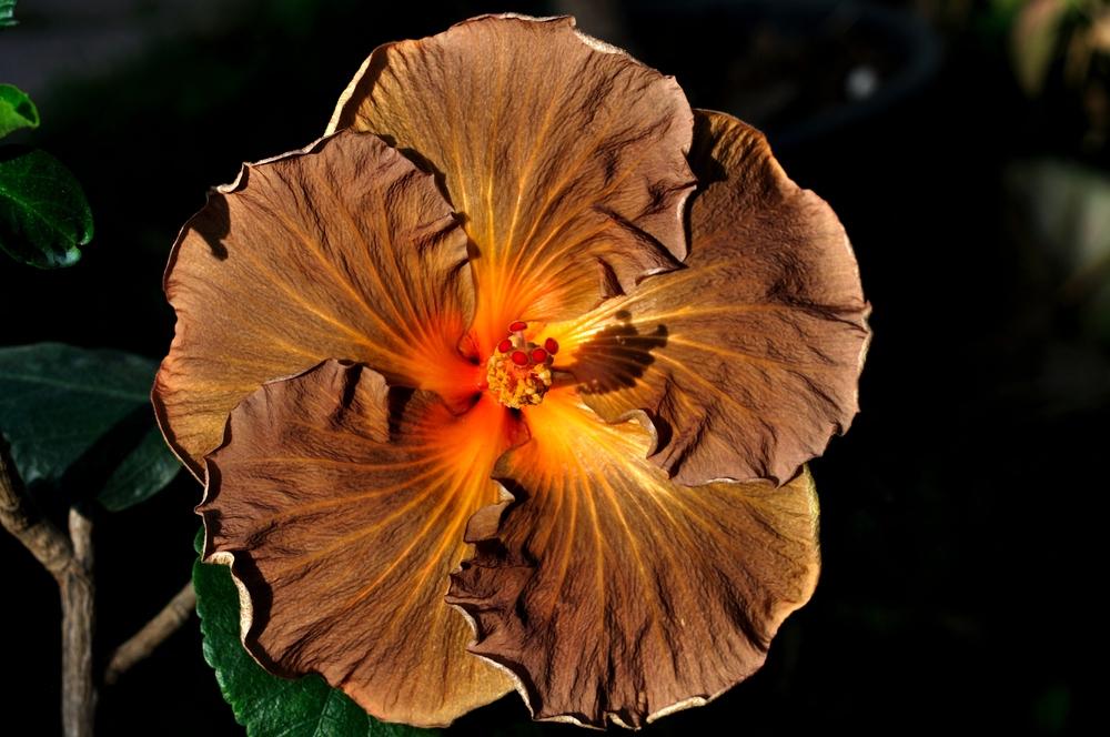 Photo of Tropical Hibiscus (Hibiscus rosa-sinensis 'Black Jack') uploaded by ikovacs