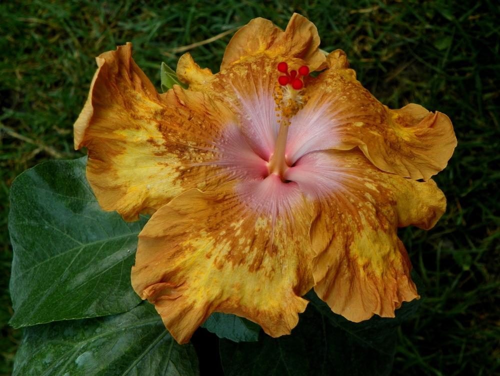 Photo of Tropical Hibiscus (Hibiscus rosa-sinensis 'Antique Treasure') uploaded by ikovacs