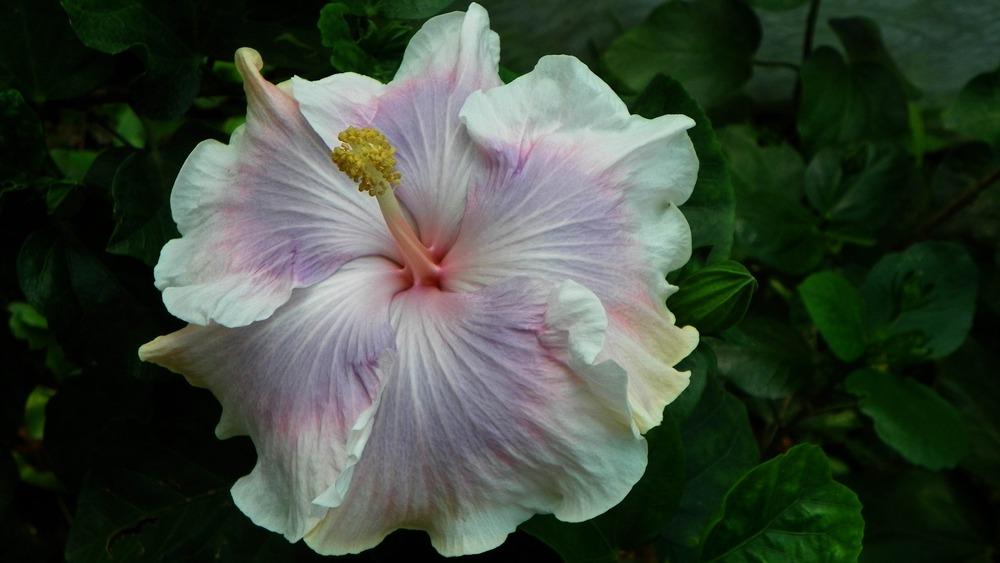 Photo of Tropical Hibiscus (Hibiscus rosa-sinensis 'Tahitian Princess') uploaded by ikovacs