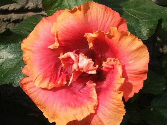 Photo of Tropical Hibiscus (Hibiscus rosa-sinensis 'Bienvenue') uploaded by ikovacs