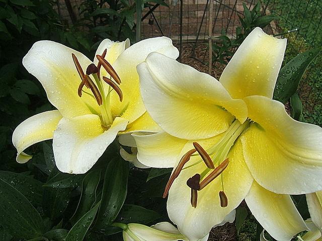 Photo of Lily (Lilium 'Conca d'Or') uploaded by pirl