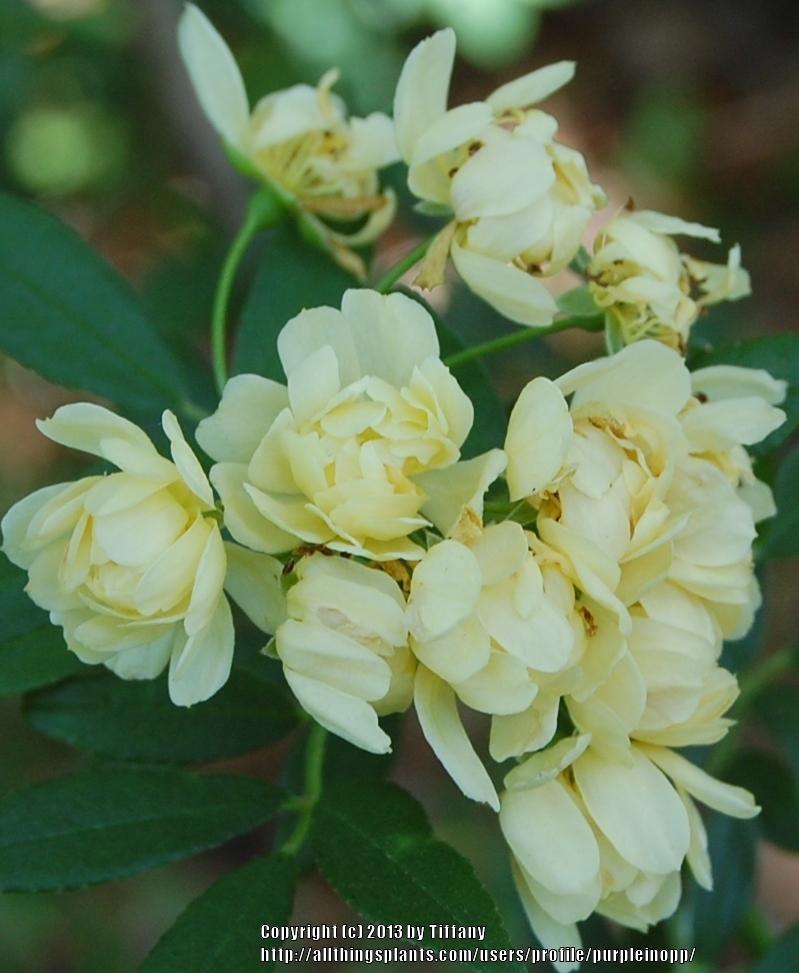 Photo of Lady Banks Yellow (Rosa banksiae 'Lutea') uploaded by purpleinopp