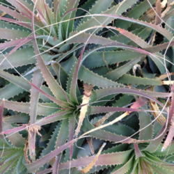 Location: Desert Botanical Gardens, Phoenix, Arizona
Date: 2013-11-30
Late fall color