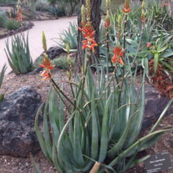 Location: Desert Botanical Gardens, Phoenix, Arizona
Date: 2013-11-30
