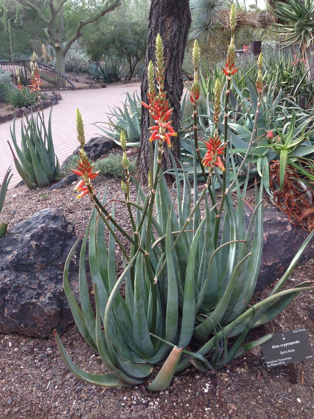 Photo of Doctor Kirk's Aloe (Aloe cryptopoda) uploaded by sheryl