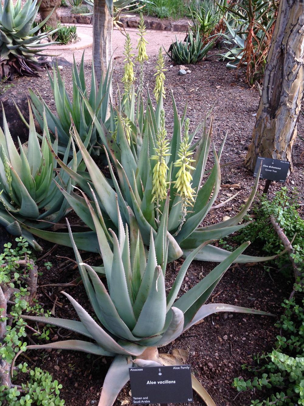 Photo of Dhala Aloe (Aloe vacillans) uploaded by sheryl