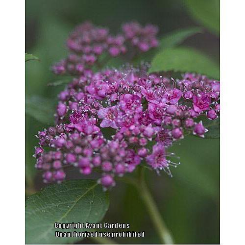 Photo of Spirea (Spiraea japonica Double Play® Artist) uploaded by vic