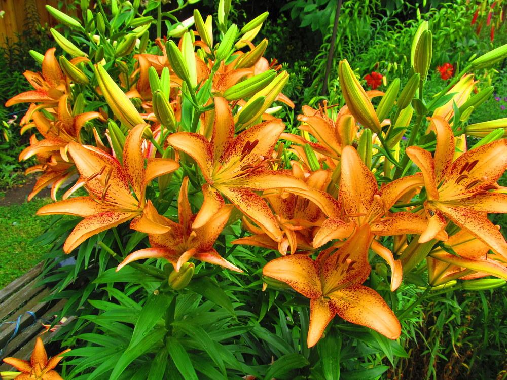 Photo of Lily (Lilium 'Kentucky') uploaded by jmorth