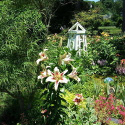 Location: Obelisk garden, full sun
Date: 2011-0710