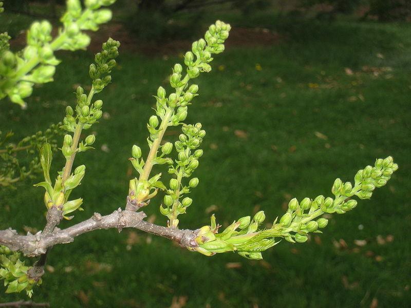 Photo of Shiny-Leaf Yellowhorn (Xanthoceras sorbifolium) uploaded by robertduval14