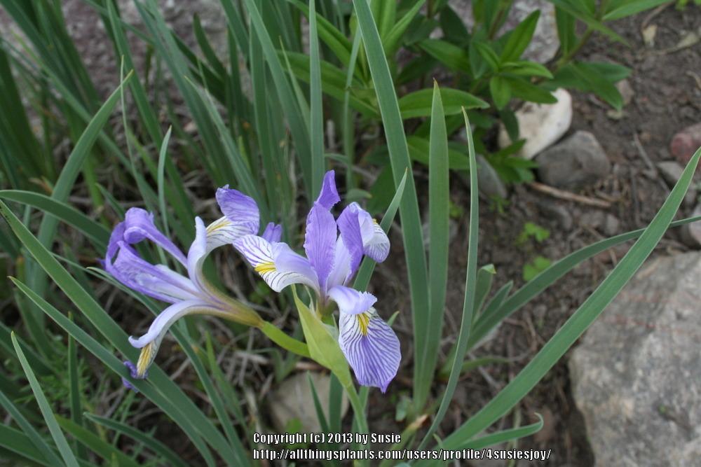 Photo of Species Iris (Iris missouriensis) uploaded by 4susiesjoy