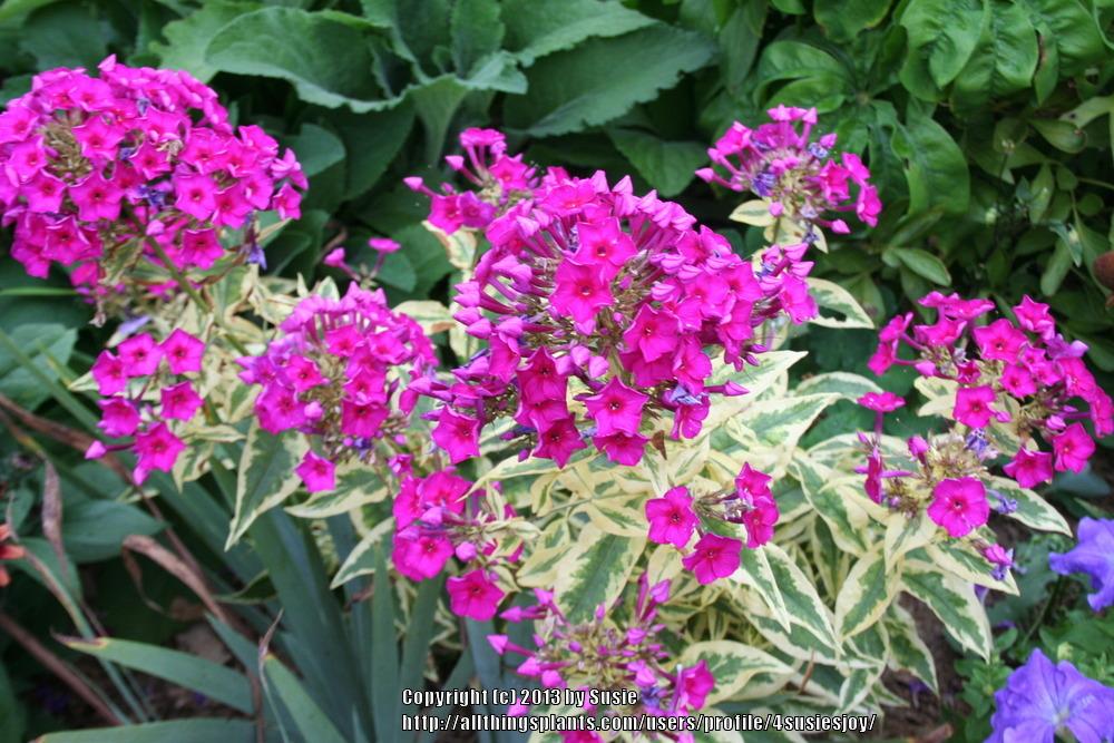 Photo of Variegated Garden Phlox (Phlox paniculata 'Goldmine') uploaded by 4susiesjoy
