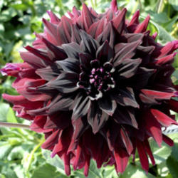 Location: The garden at Sanabria
Date: August/September
Fascinating bloom to stare into, dark as wine.