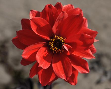 Photo of Dahlia 'Bishop of Llandaff' uploaded by Cantillon