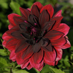 Location: The garden at Sanabria
Date: August/September
Another beautiful claret dahlia