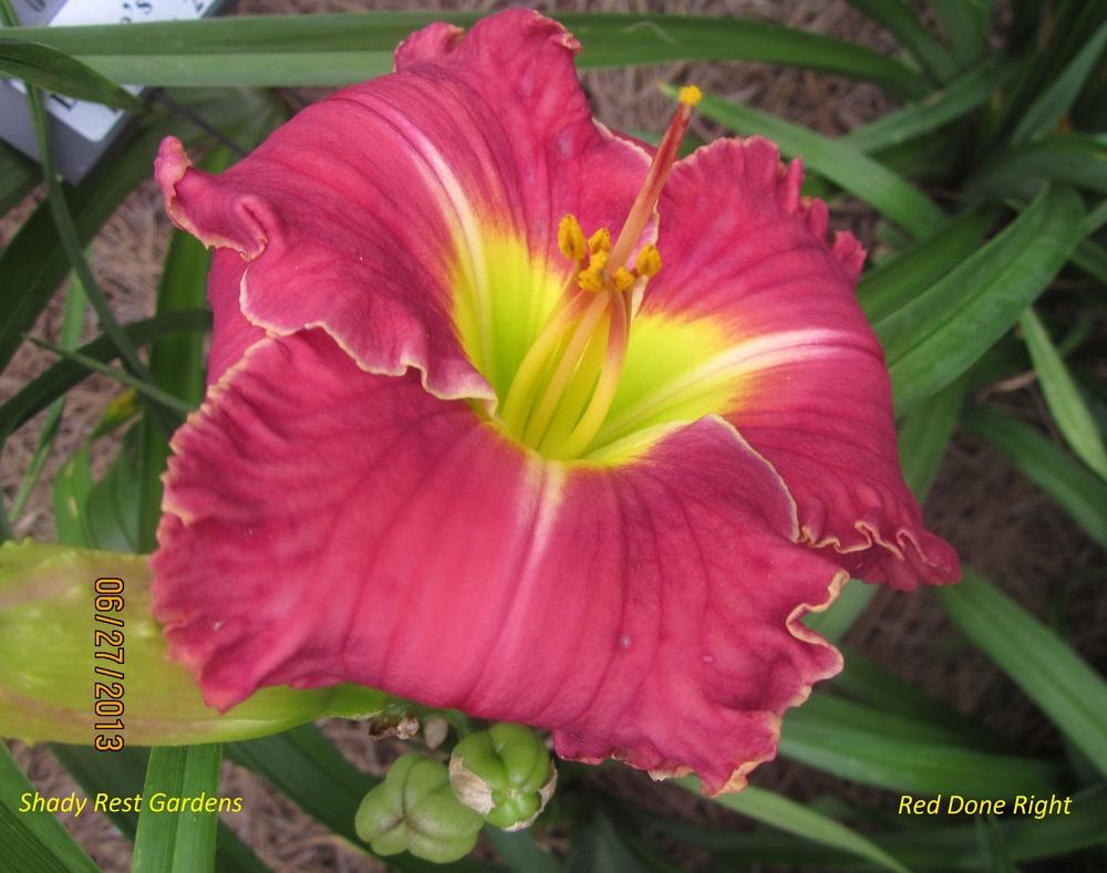 Photo of Daylily (Hemerocallis 'Red Done Right') uploaded by Casshigh