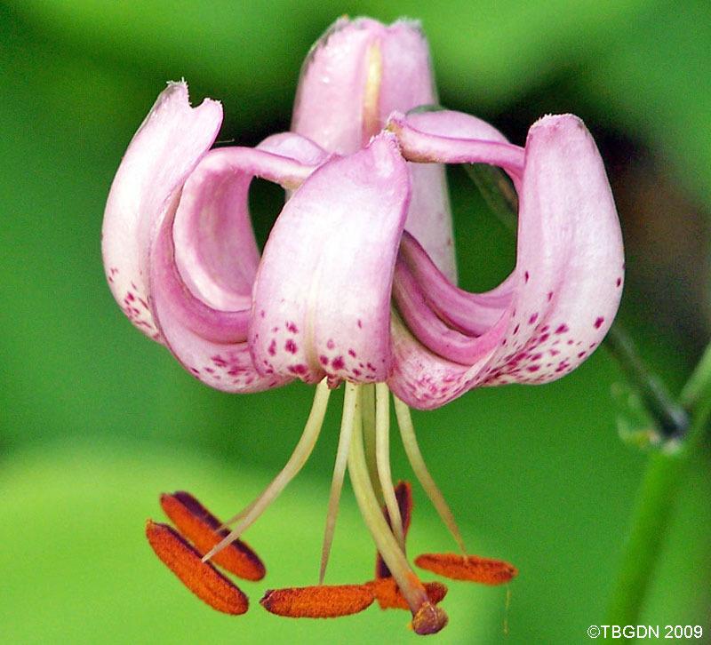 Photo of Martagon Lily (Lilium martagon) uploaded by TBGDN