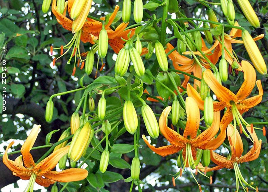 Photo of Henry's Lily (Lilium henryi) uploaded by TBGDN