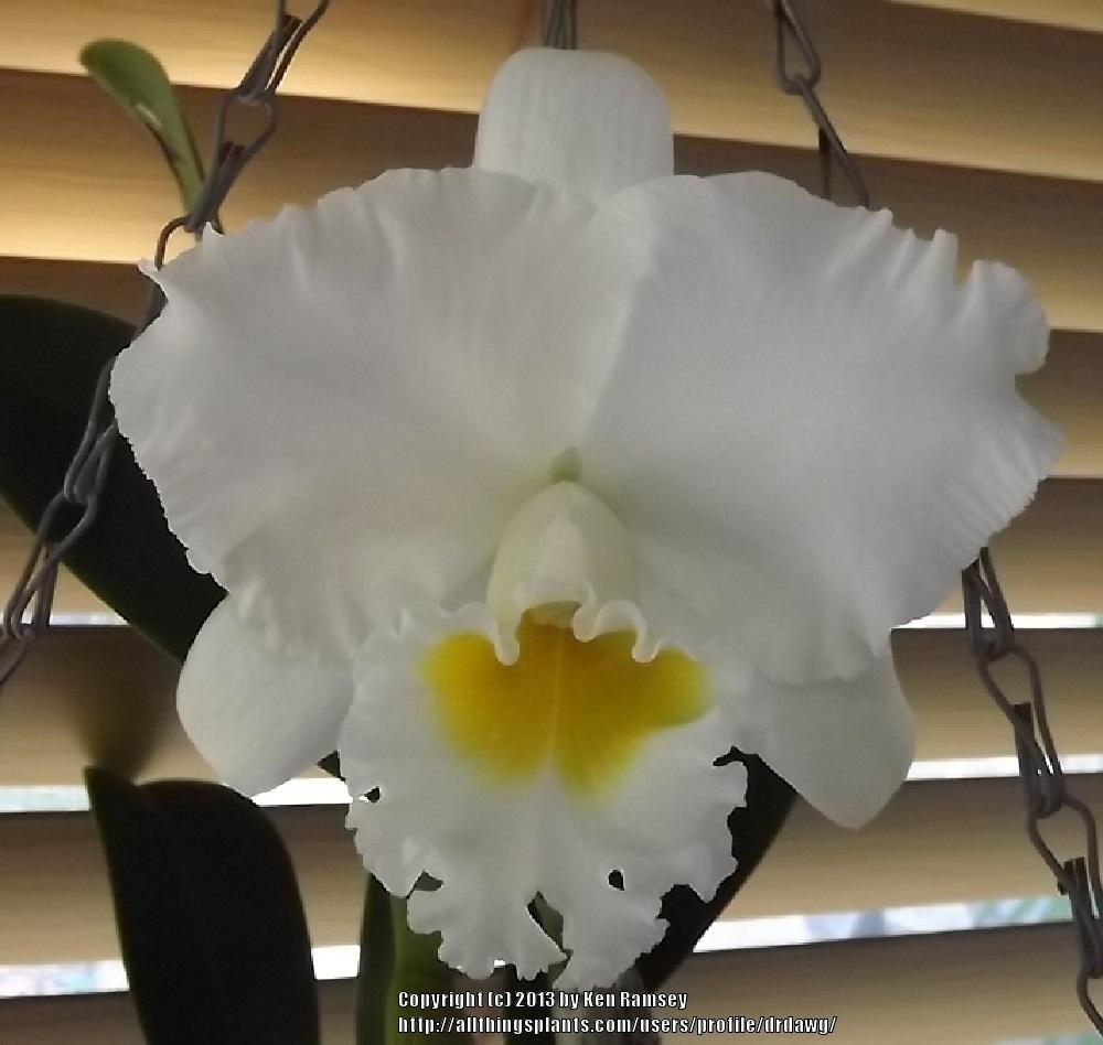 Photo of Corsage Orchid (Rhyncholaeliocattleya Exotic's Summer Cloud 'Diamond Jubilee') uploaded by drdawg