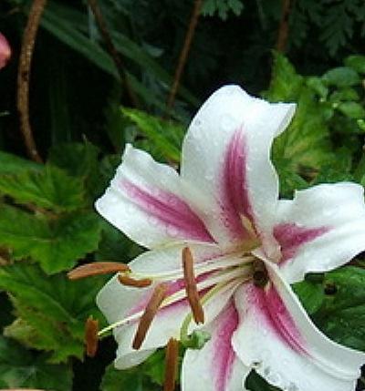Photo of Lily (Lilium 'Altari') uploaded by pirl