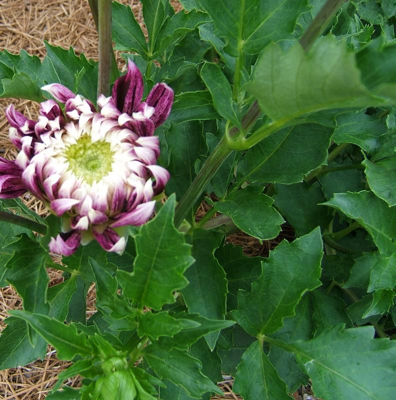 Photo of Dahlia 'Vancouver' uploaded by pirl