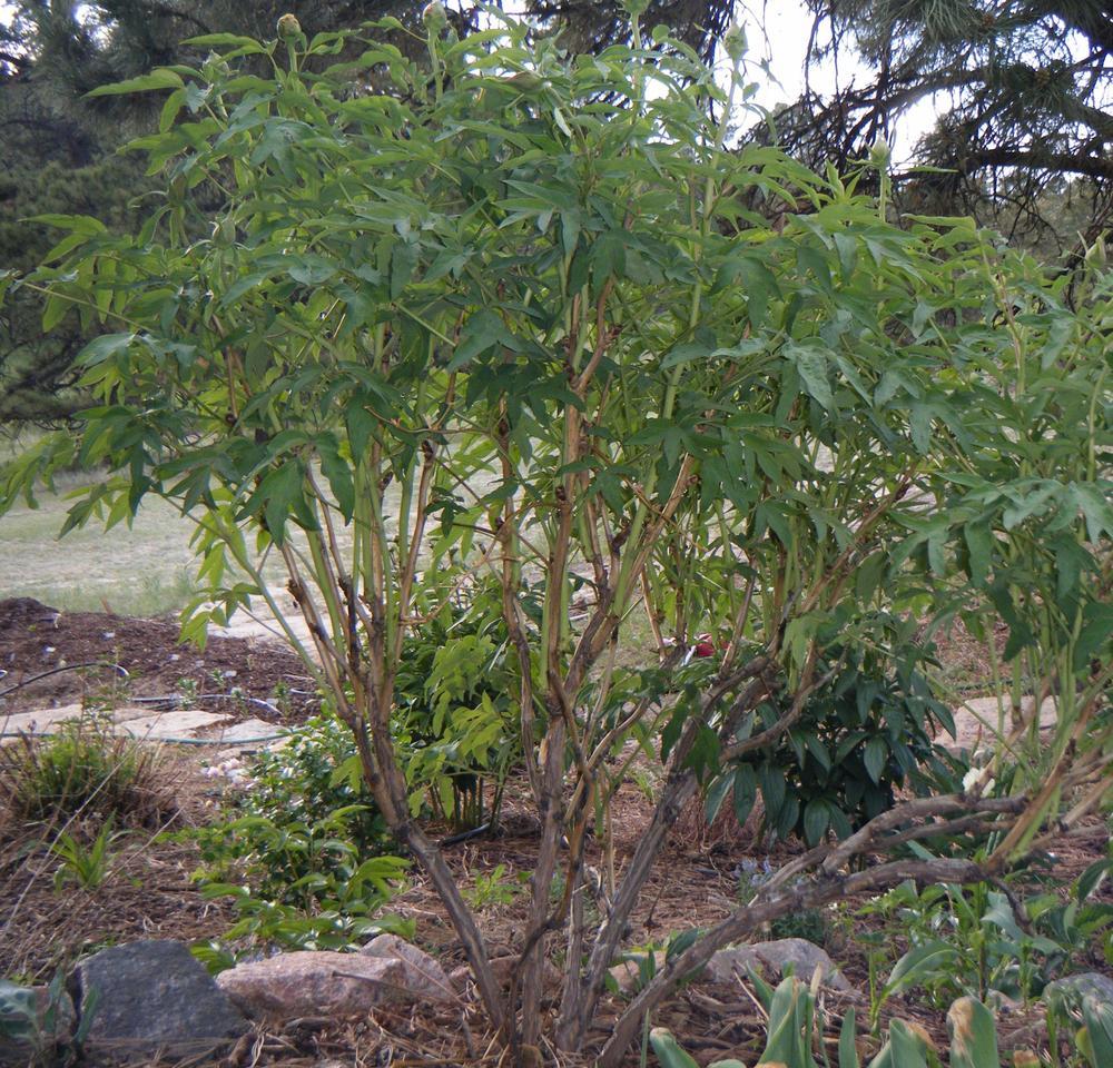 Photo of Tree Peony (Paeonia ostii 'Feng Dan Bai') uploaded by LizinElizabeth
