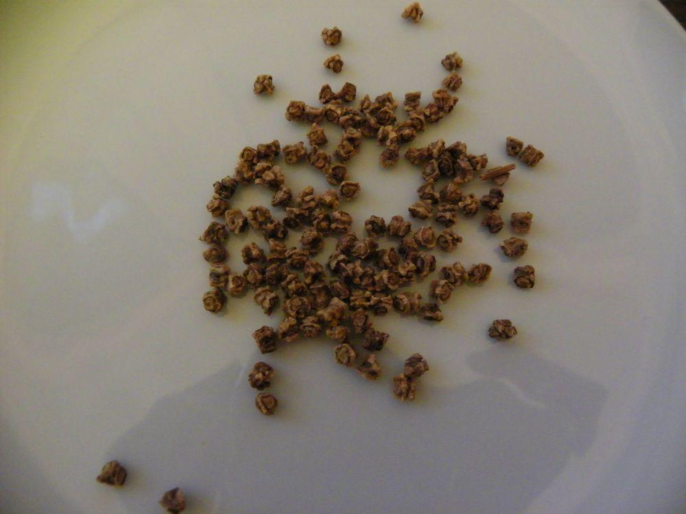 Photo of Beet (Beta vulgaris 'Cylindra') uploaded by Newyorkrita