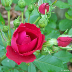 Location: My Gardens
Date: June 2, 2009
An Opening Bud
