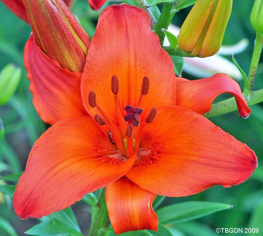 Photo of Lily (Lilium 'Gran Paradiso') uploaded by TBGDN