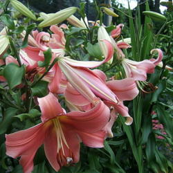 Location: Lily fence
Date: 2010-0629
Abundant blooms.