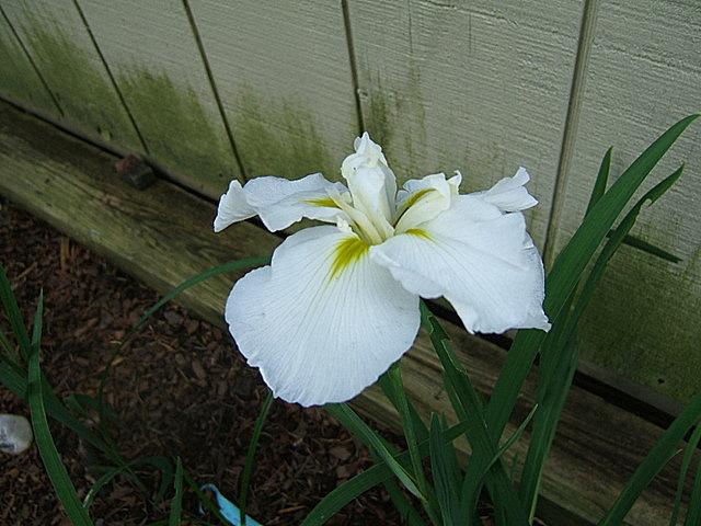 Photo of Japanese Iris (Iris ensata 'Anytus') uploaded by pirl