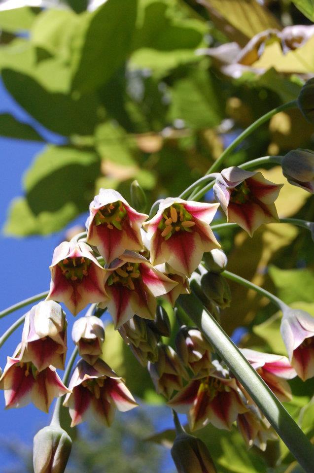 Photo of Mediterranean Bells (Allium siculum) uploaded by pixie62560