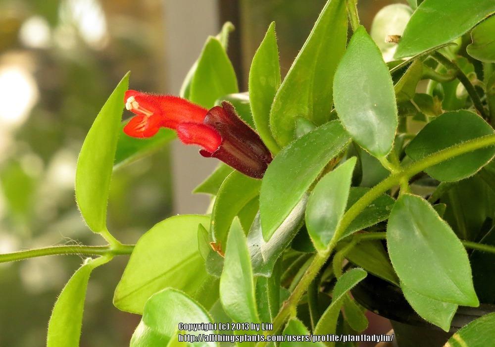 Photo of Lipstick Plant (Aeschynanthus) uploaded by plantladylin