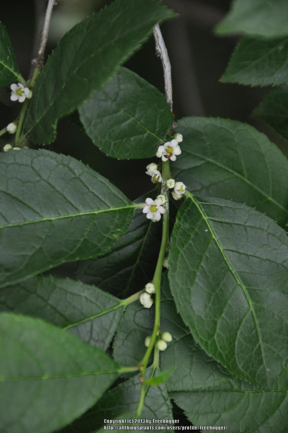 Photo of Winterberry (Ilex verticillata) uploaded by treehugger