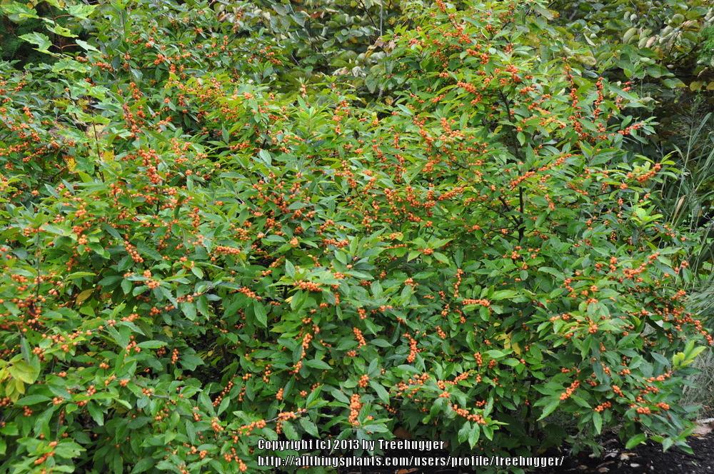 Photo of Winterberry Holly (Ilex verticillata 'Winter Gold') uploaded by treehugger