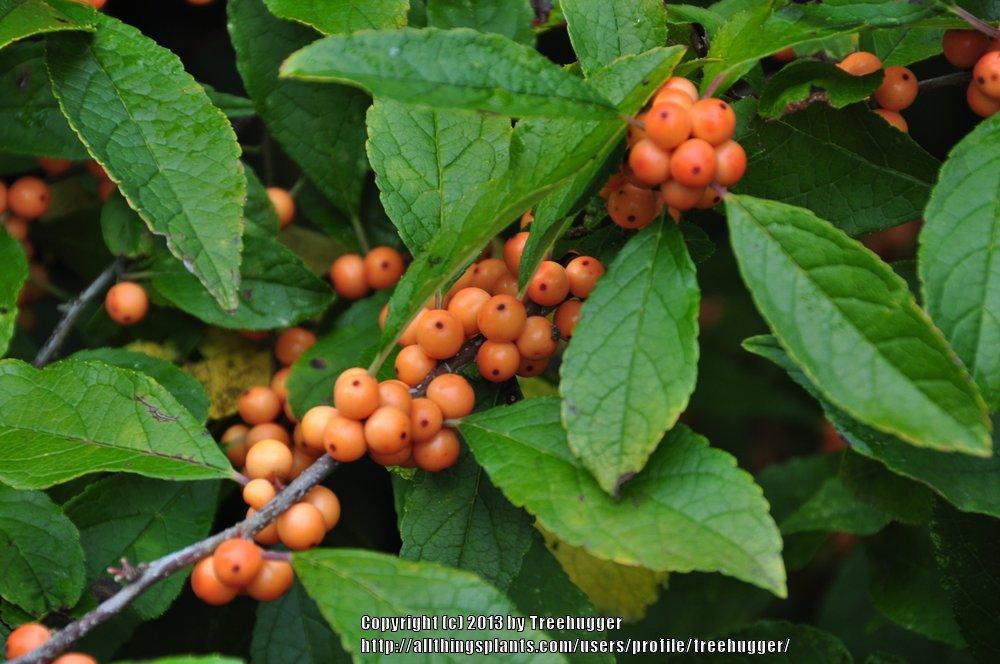 Photo of Winterberry Holly (Ilex verticillata 'Winter Gold') uploaded by treehugger