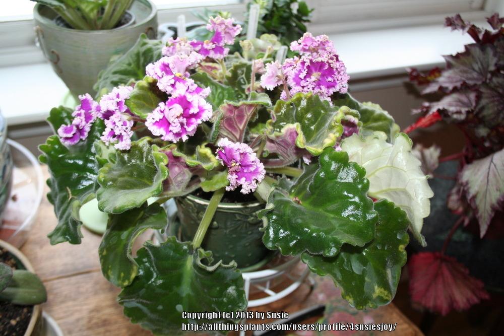 Photo of African Violet (Streptocarpus 'Lacy Lass') uploaded by 4susiesjoy