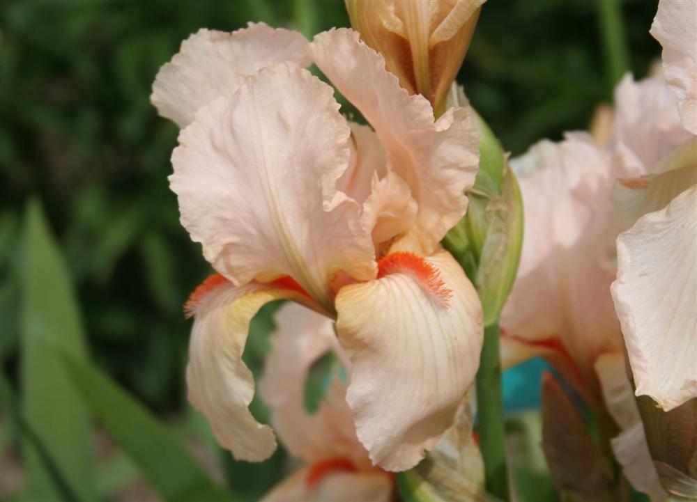 Photo of Tall Bearded Iris (Iris 'Cherie') uploaded by KentPfeiffer