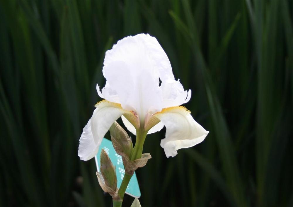 Photo of Tall Bearded Iris (Iris 'Crystal Beauty') uploaded by KentPfeiffer