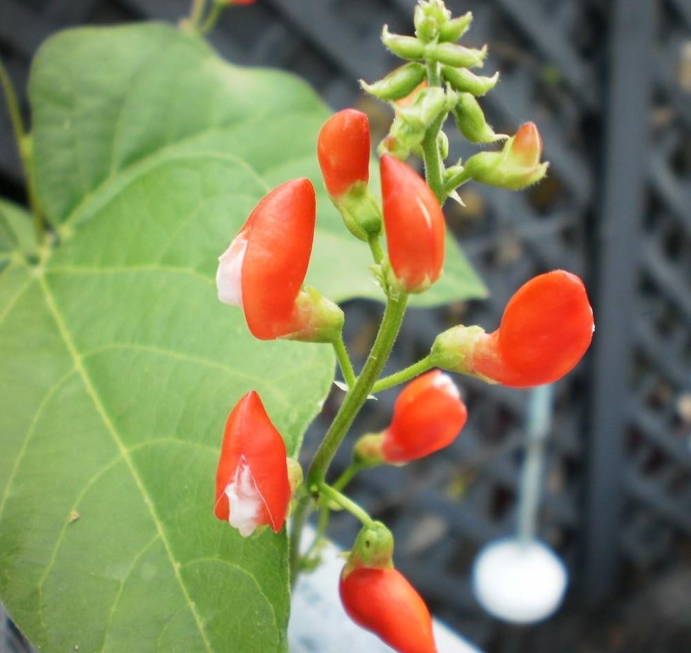 Photo of Runner Bean (Phaseolus coccineus) uploaded by SongofJoy
