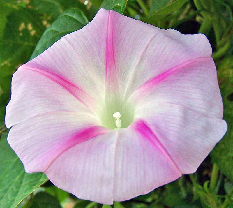 Photo of Morning Glories (Ipomoea) uploaded by TBGDN