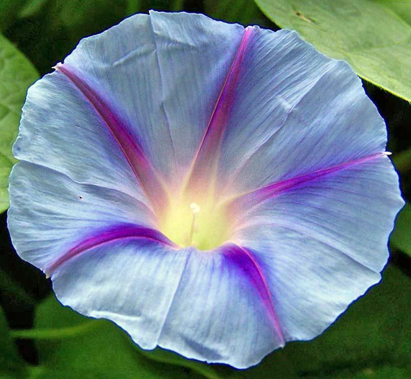 Photo of Morning Glories (Ipomoea) uploaded by TBGDN